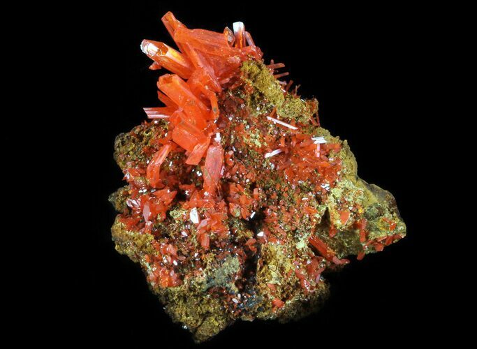Bright Orange Crocoite Crystals - Tasmania #64334